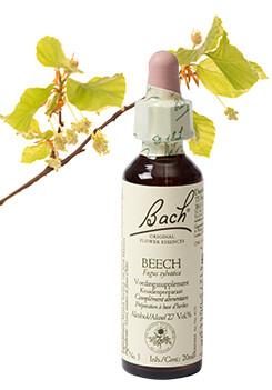 Beech/beuk