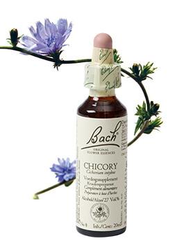 Chicory/cichorei