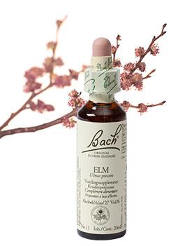 Bach Elm/iep
