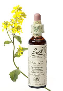 Bach Mustard/herik