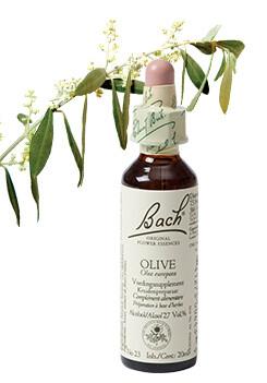 Olive/olijf