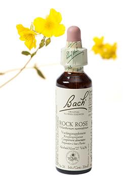 Rock rose/zonneroosje