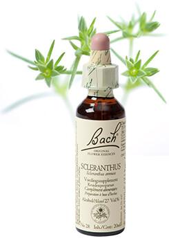 Scleranthus/hardbloem