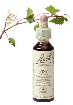 Bach Vine/wijnrank