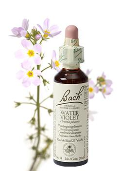 Bach Water violet/waterviolier