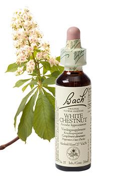 Bach White chestnut/paardekastanje