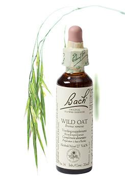 Wild oat/dravik
