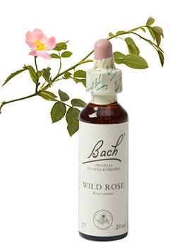 Wild rose/hondsroos