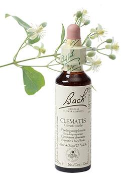 Bach Clematis/bosrank