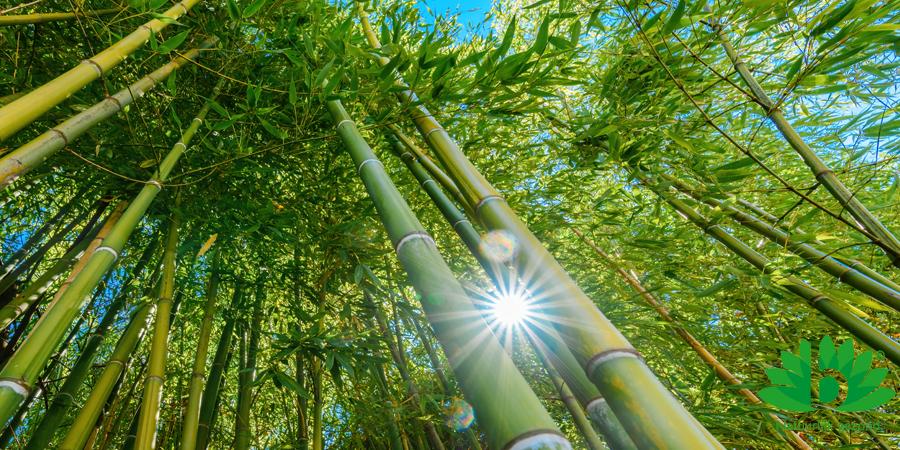 De voordelen van duurzame bamboe kleding