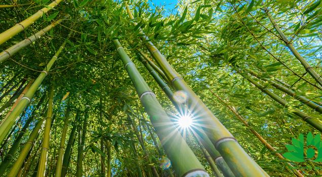bamboe-kleding_blog_2023_08