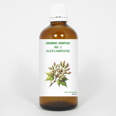 Balancepharma Gemmo simplex 2 acer campestre