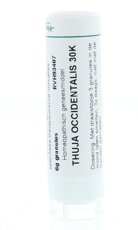 Thuja occidentalis 30K