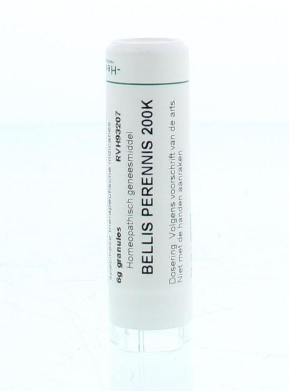 Bellis perennis 200K