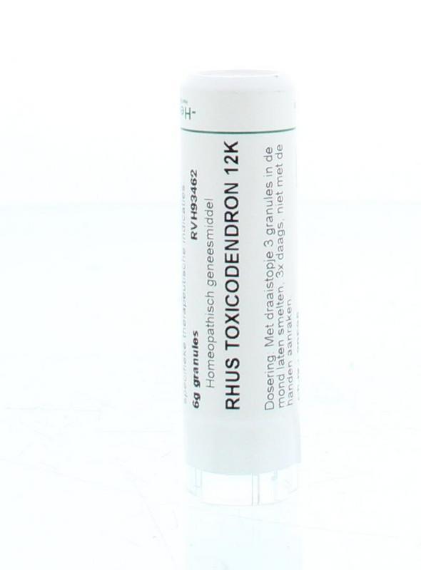 Rhus toxicodendron 12K