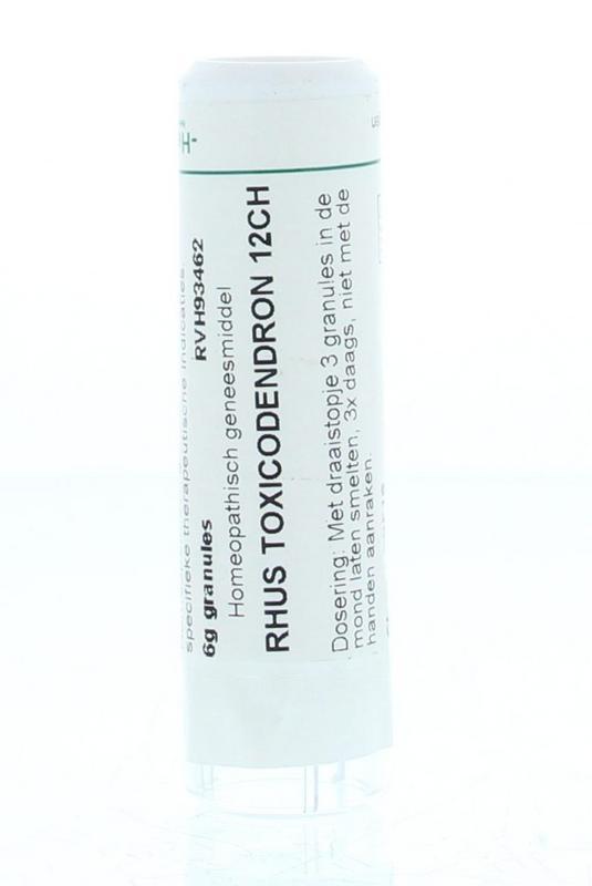 Rhus toxicodendron 12CH