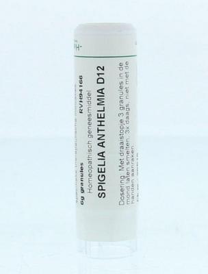 Homeoden Heel Spigelia anthelmia D12