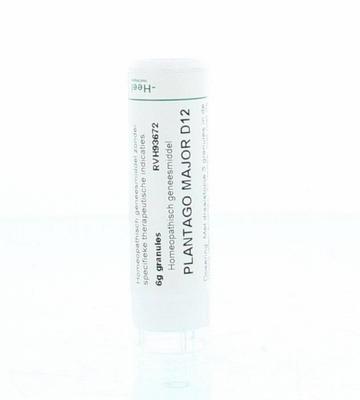 Homeoden Heel Plantago major D12