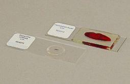 Holisan darm & pancreasparasiet hol verp