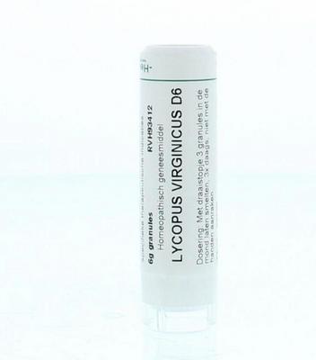 Homeoden Heel Lycopus virginicus D6