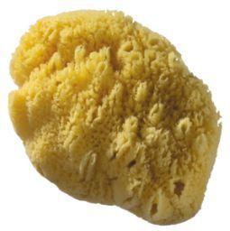 EARTH honingraatspons zee - 1st