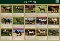 educatieve posters 29 paarden boek