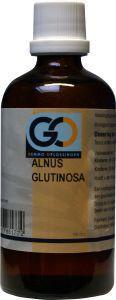 Alnus glutinosa