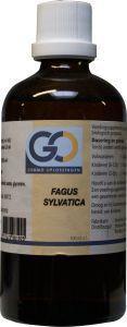 GO Fagus sylvatica bio