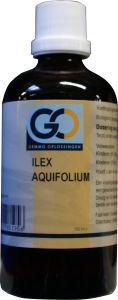 Ilex aquafolium