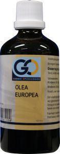 Olea europea