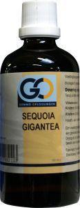 GO Sequoia gigantea bio