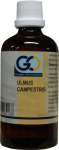 GO Ulmus campestris bio