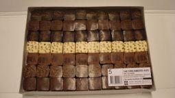 australian hom mini dreamer 1st