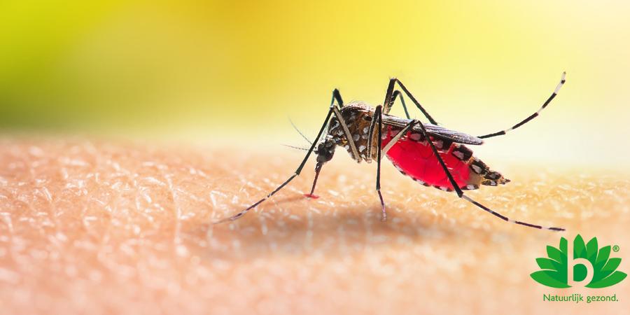 Insectenbeet herkennen Insectenbeet herkennen