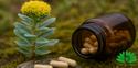 Rhodiola, waar is het goed voor Rhodiola, waar is het goed voor