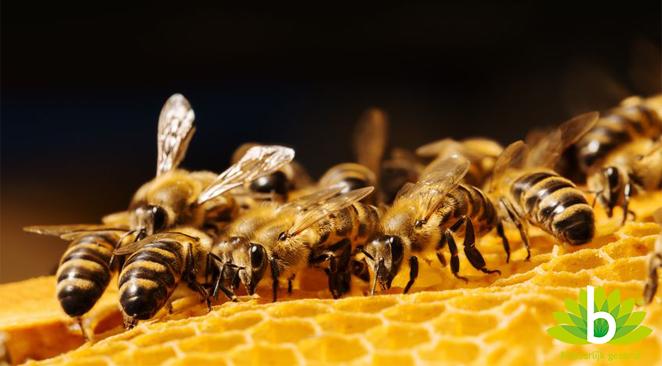 Honing uit de ongerepte natuur