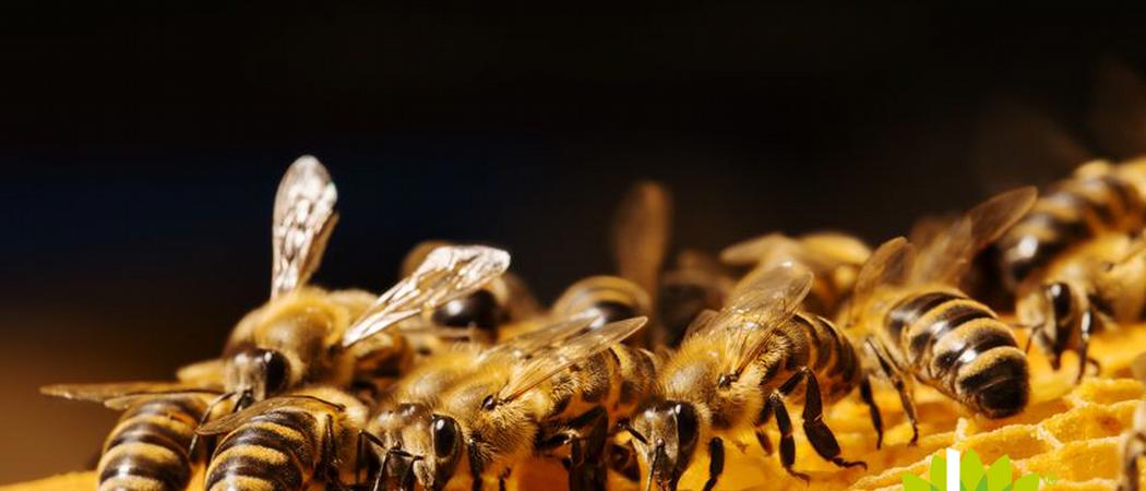 De onmisbaarheid van bijen