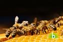 Hoe voorkom en verhelp ik allergische reacties op bijen- en wespensteken?